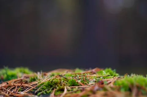 An Empty Soil Surface of a Forest with Moss and Pine Needles in the Foregroun Stock Photos