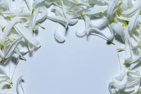 An empty space bounded by white petals Photos