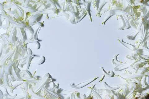 An empty space bounded by white petals Photos