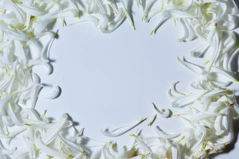 An empty space bounded by white petals Photos