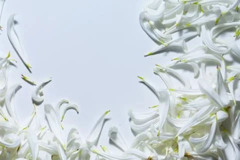 An empty space bounded by white petals Photos