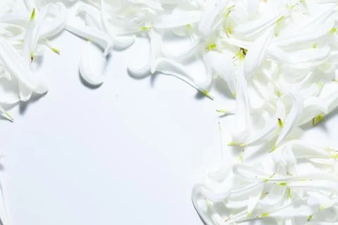 An empty space bounded by white petals Photos