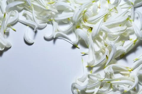 An empty space bounded by white petals Fotos Stock
