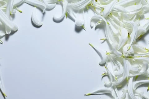 An empty space bounded by white petals Stock Photos