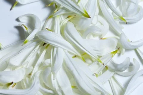 An empty space bounded by white petals Photos