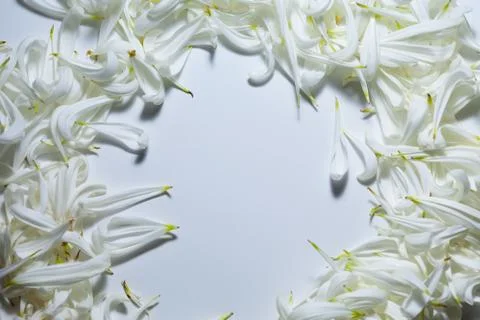 An empty space bounded by white petals Фото