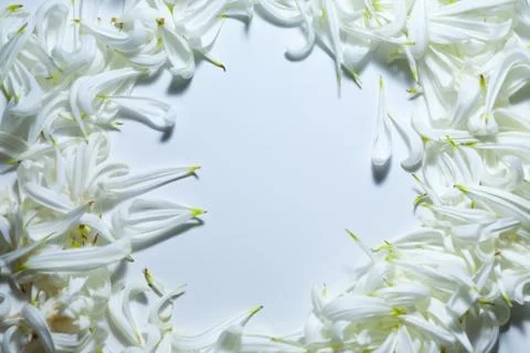 An empty space bounded by white petals Photos