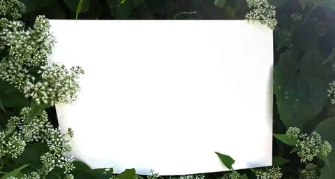Empty space empty space on the image is surrounded by leaves or flowers. Stock Photos