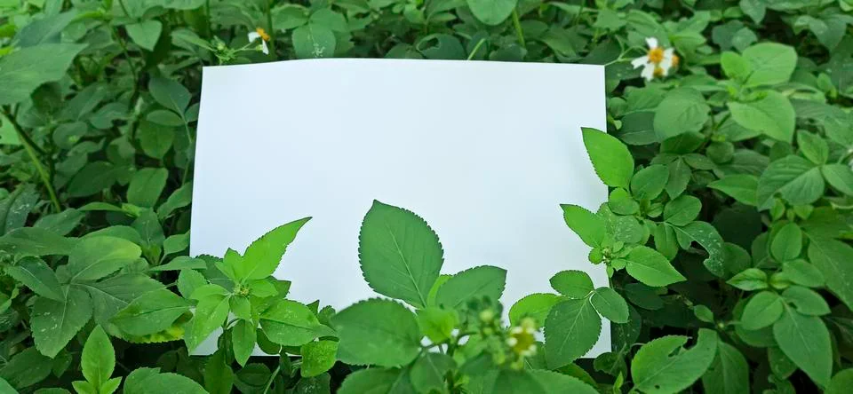 Empty space on the image is surrounded by leaves Stock Photos