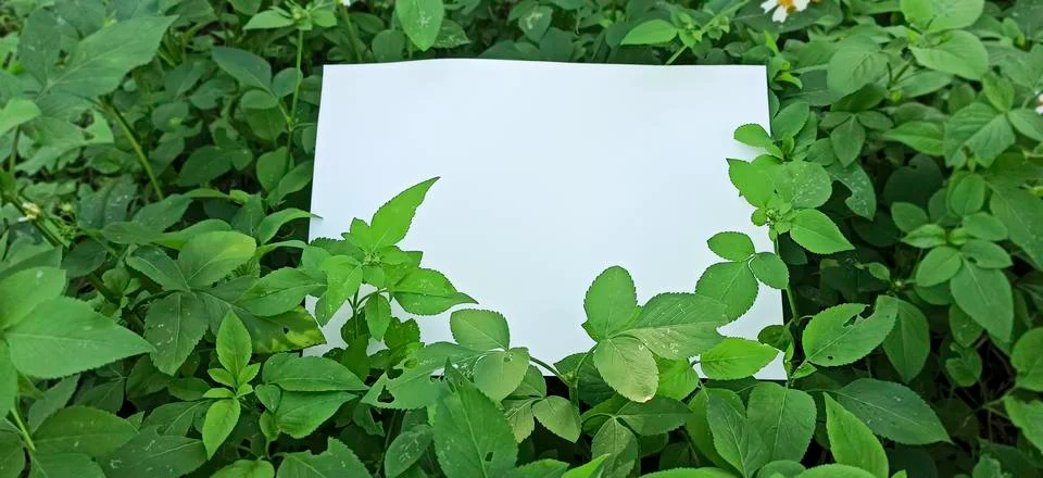 Empty space on the image is surrounded by leaves or flowers. Stock Photos