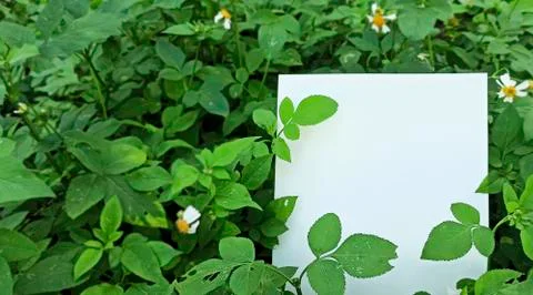 Empty space on the image is surrounded by leaves or flowers. Stock Photos