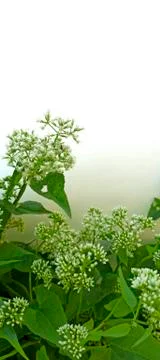 Empty space on the image is surrounded by leaves or flowers. Stock Photos