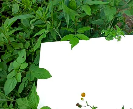 Empty space on the image is surrounded by leaves or flowers. Stock Photos