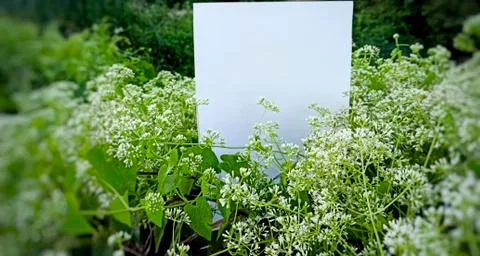 Empty space on the image is surrounded by leaves or flowers. Stock Photos