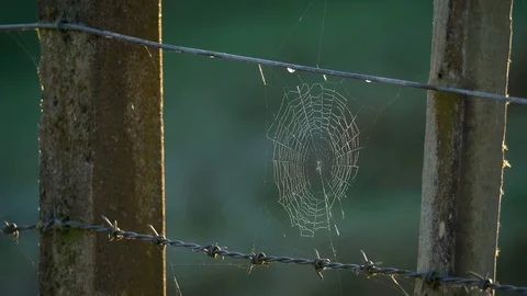Empty spider web in early moring sun Stock Footage 94832202
