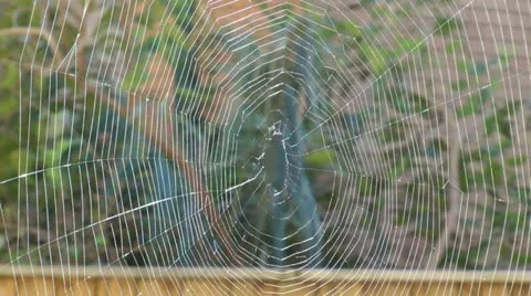 An empty spiderweb moving with the breeze Stock Footage 10834428