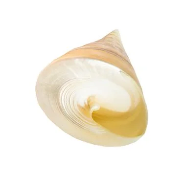 Empty spiral shell of sea snail isolated on white Stock Photos