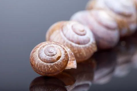 Empty spiral shells on black mirror background selective focus Stock Photos