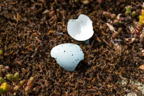 Empty spotted broken egg Stock Photos