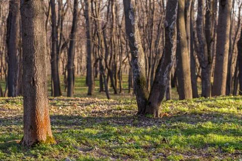 Empty spring forest background Stockfoto's