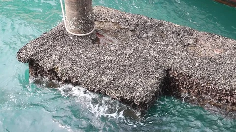 The empty stairs covered with shells at the port with anchoring ferry ship. Stock Footage 90068500