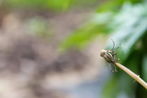 Empty stem of a dandelion with a blurry background Stock Photos