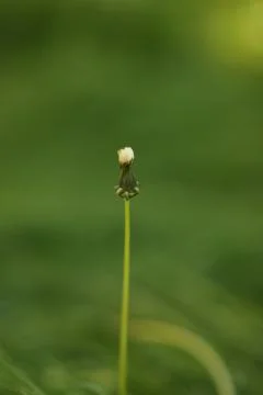 Empty stem of an round fluffy dandelion flower in spring garden, side view. Stock-Fotos