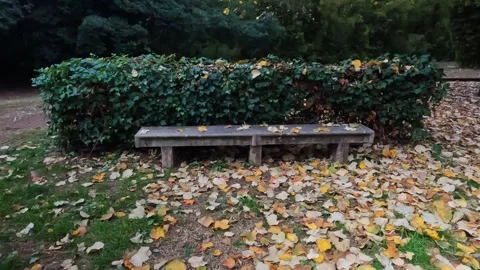 Empty Stone Bench Surrounded by Fallen Autumn Leaves Stock Footage 325620676