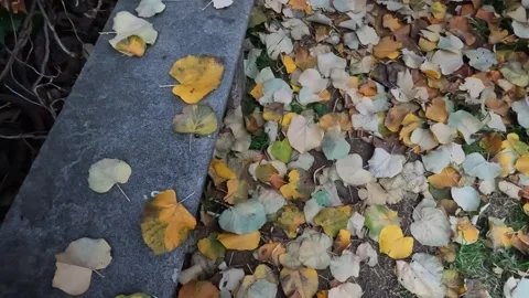 Empty Stone Bench Surrounded by Fallen Autumn Leaves Stock Footage 325620691
