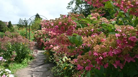 Empty stone path under arch in a summer garden with pink Hydrangea paniculata Stock Footage 345627463