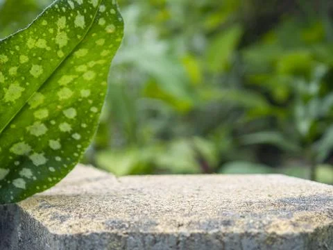 Empty stone podium and spotted leaf on blurred natural background for organ.. Stock Photos