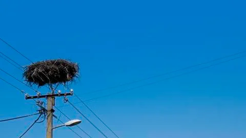 Empty stork nest made with branches at the top of an electrical tower on a blue Foto stock