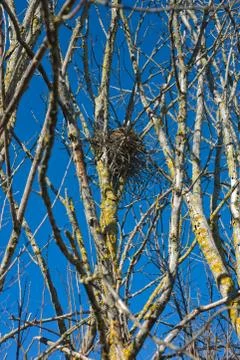 Empty stork nest Stock Photos