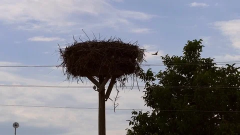 Empty stork nest, a stork's nest on the power pole, 스톡 동영상 104623442