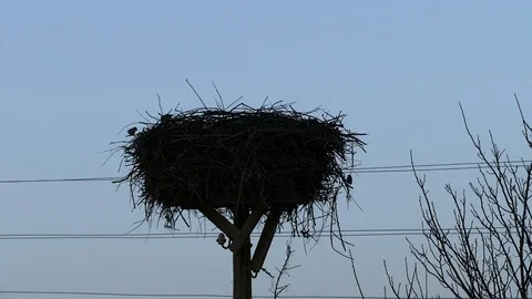 Empty stork nest, waiting for their owners, storks nest in the spring months 動画素材 107047704
