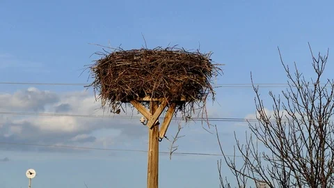 Empty stork nest, waiting for their owners, Stock Footage 107252841