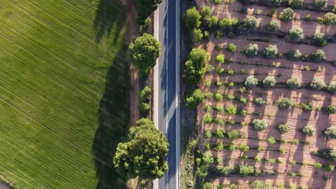 Empty straight road surrounded by agricultural land at sunset Stock-Footage 258306923