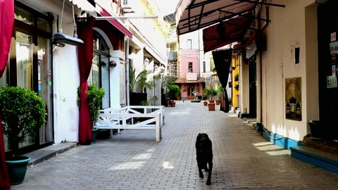 Empty street and dog Stock Footage 130279950
