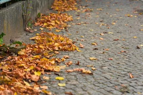 Empty street covered with fallen leafs 写真素材