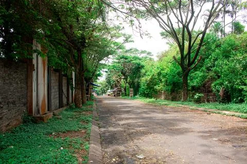 Empty streets full of big trees, quiet, quiet during the dry season day Stock Photos