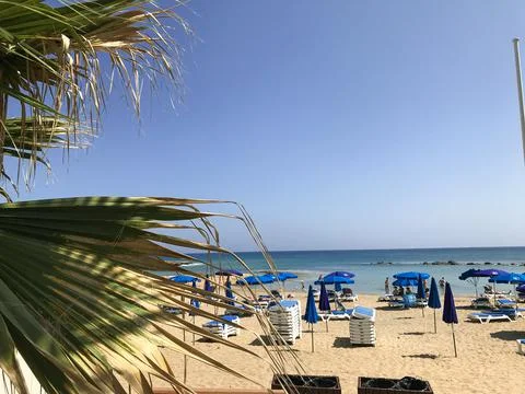 Empty sun beds and a dry palm tree on the seashore. Protaras. Ayia Napa. Stock Photos