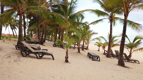 Empty sun loungers resting on soft sand beneath a shade of coconut palm trees Stock Footage 346123905
