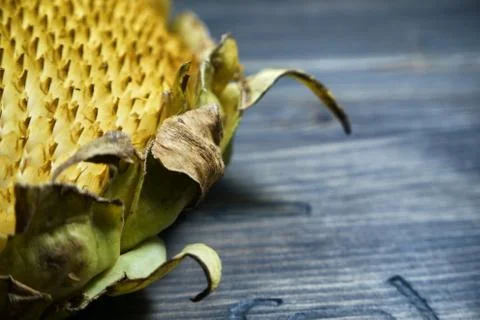 Empty sunflower head on gray rustic wood background Stock Photos