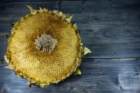 Empty sunflower head on gray rustic wood background Stock Photos
