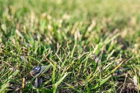 Empty sunflower seed shells tossed in on the ground and grass 写真素材
