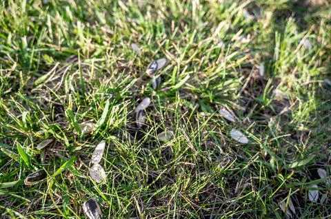 Empty sunflower seed shells tossed in on the ground and grass 写真素材