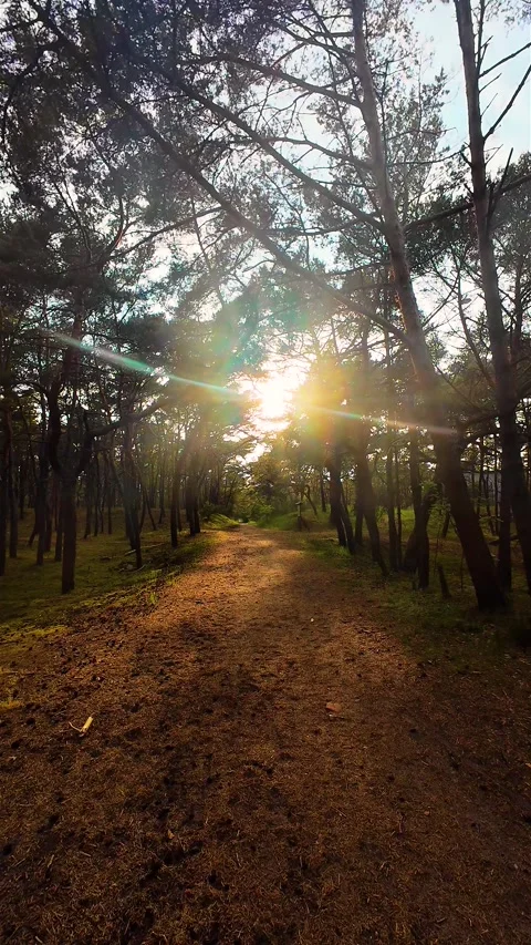 Empty Sunset Walk Through Mystical Forest Path, POV. Single, dirt path bathed in Stock Footage 277217118