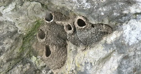 Empty swallows nests in winter Stock Footage 47168004