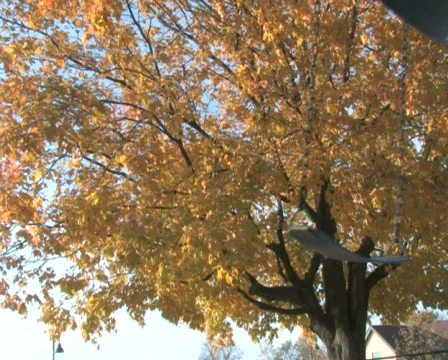 Empty Swings Vidéo 283189