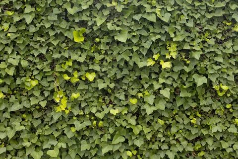 Empty texture or background Stock Illustration